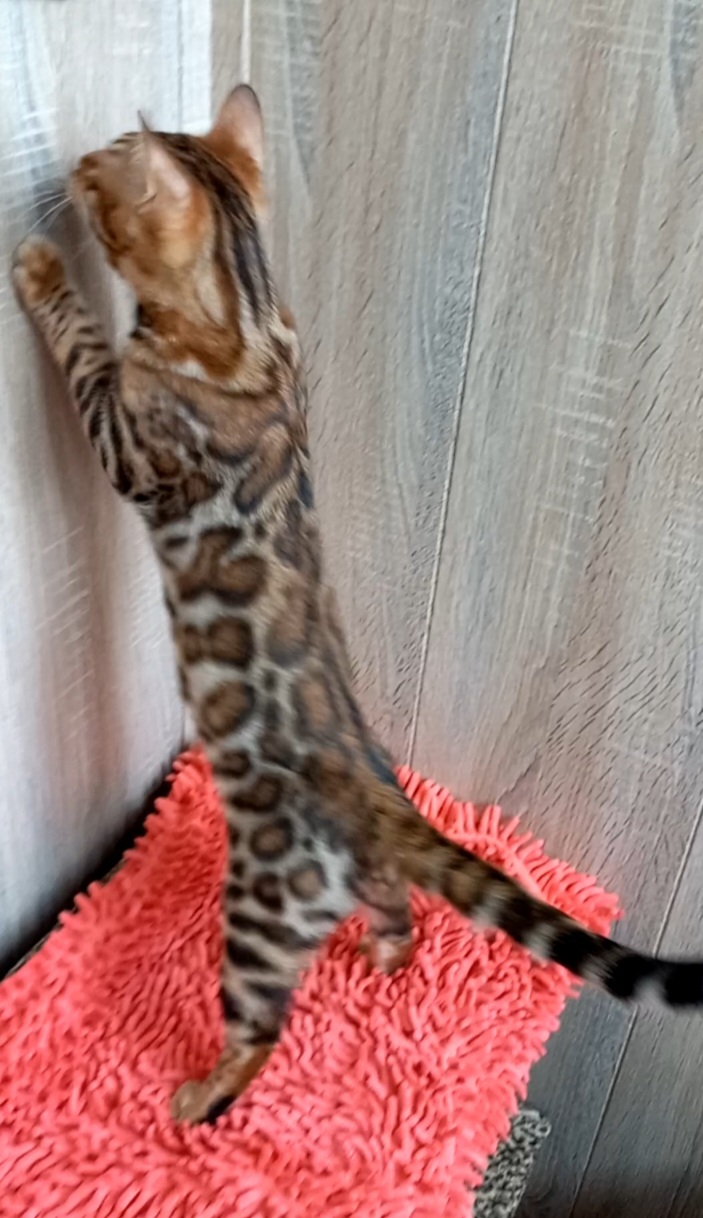 Screenshot_20221218-120026_Video-Player