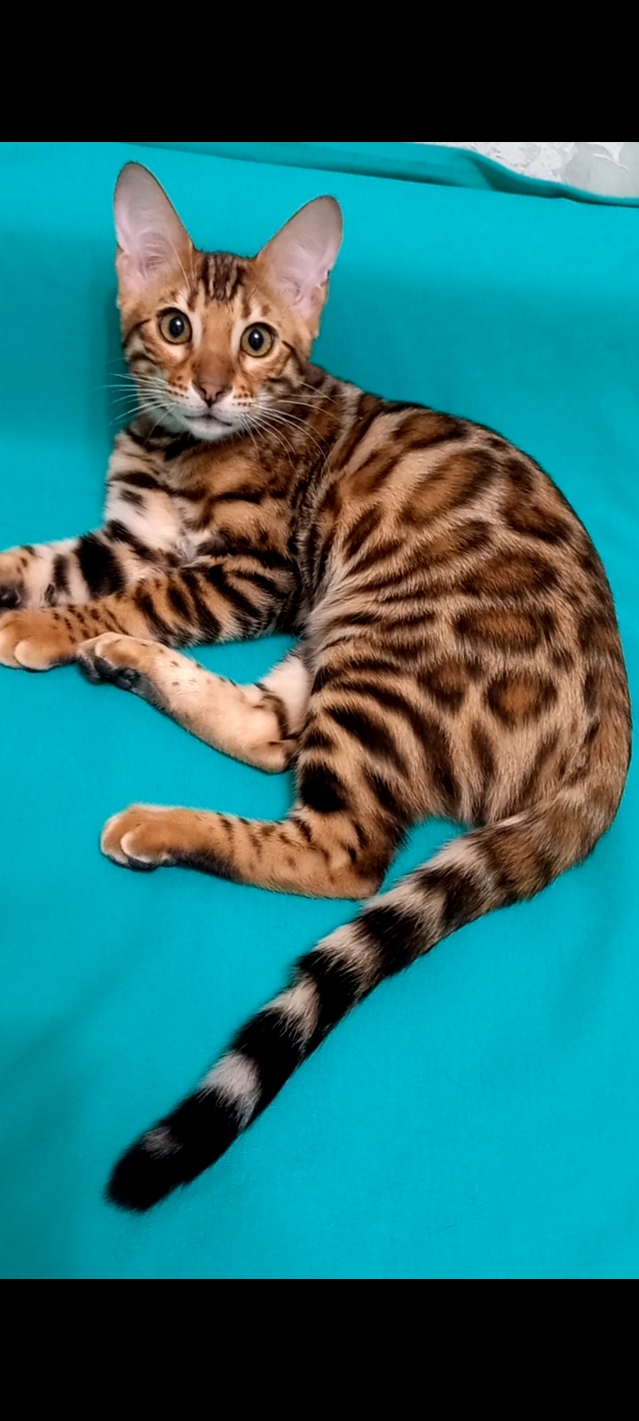 Screenshot_20221220-165230_Video-Player