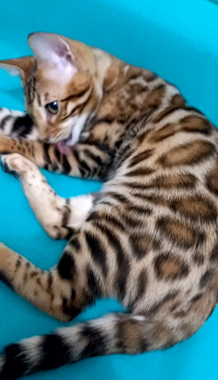 Screenshot_20221220-165335_Video-Player