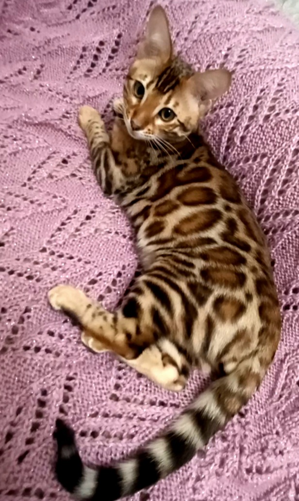 Screenshot_20221222-193745_Video-Player