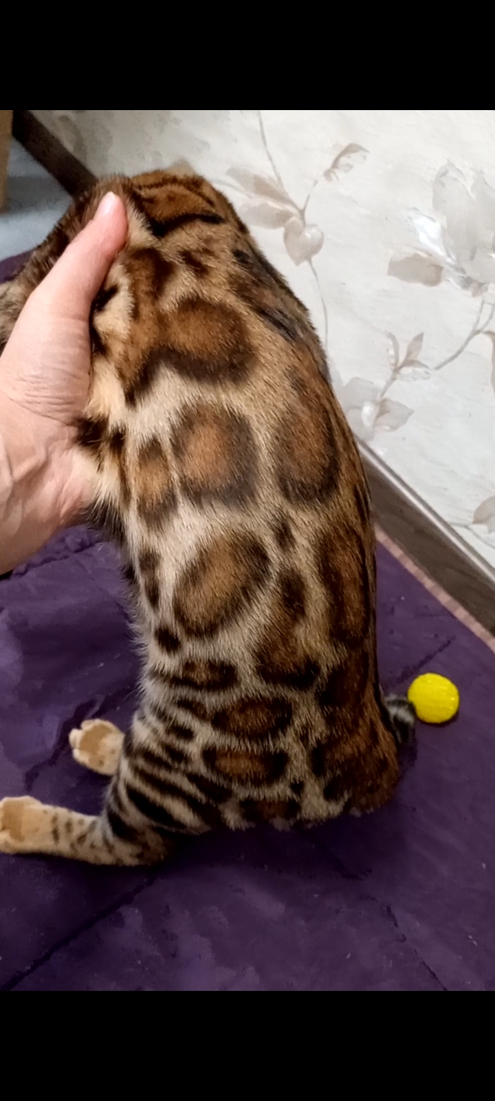 Screenshot_20221223-142710_Video-Player