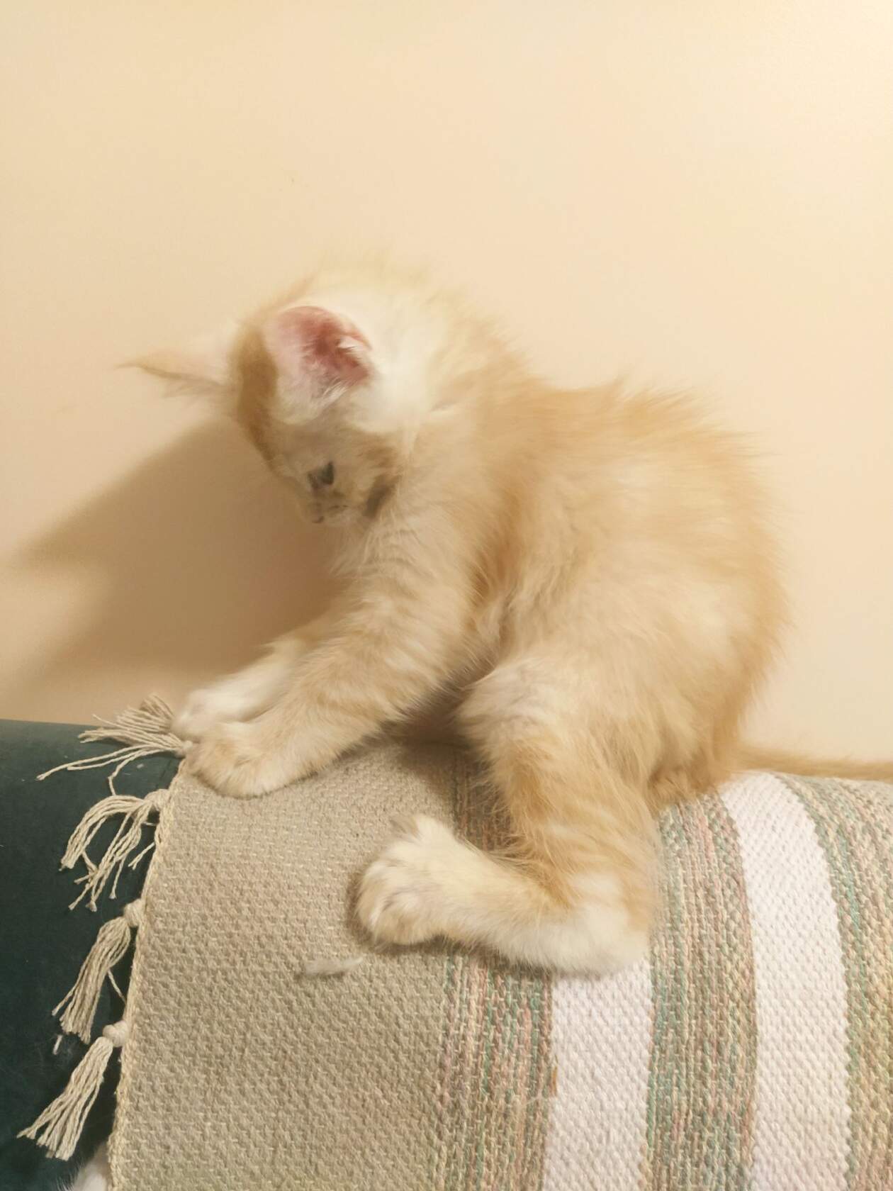 image-2022-12-04-09_38_09