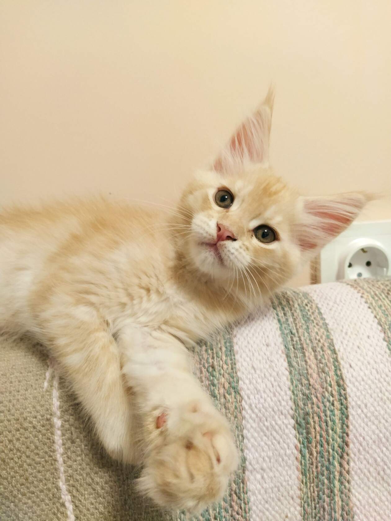 image-2022-12-11-14_31_55