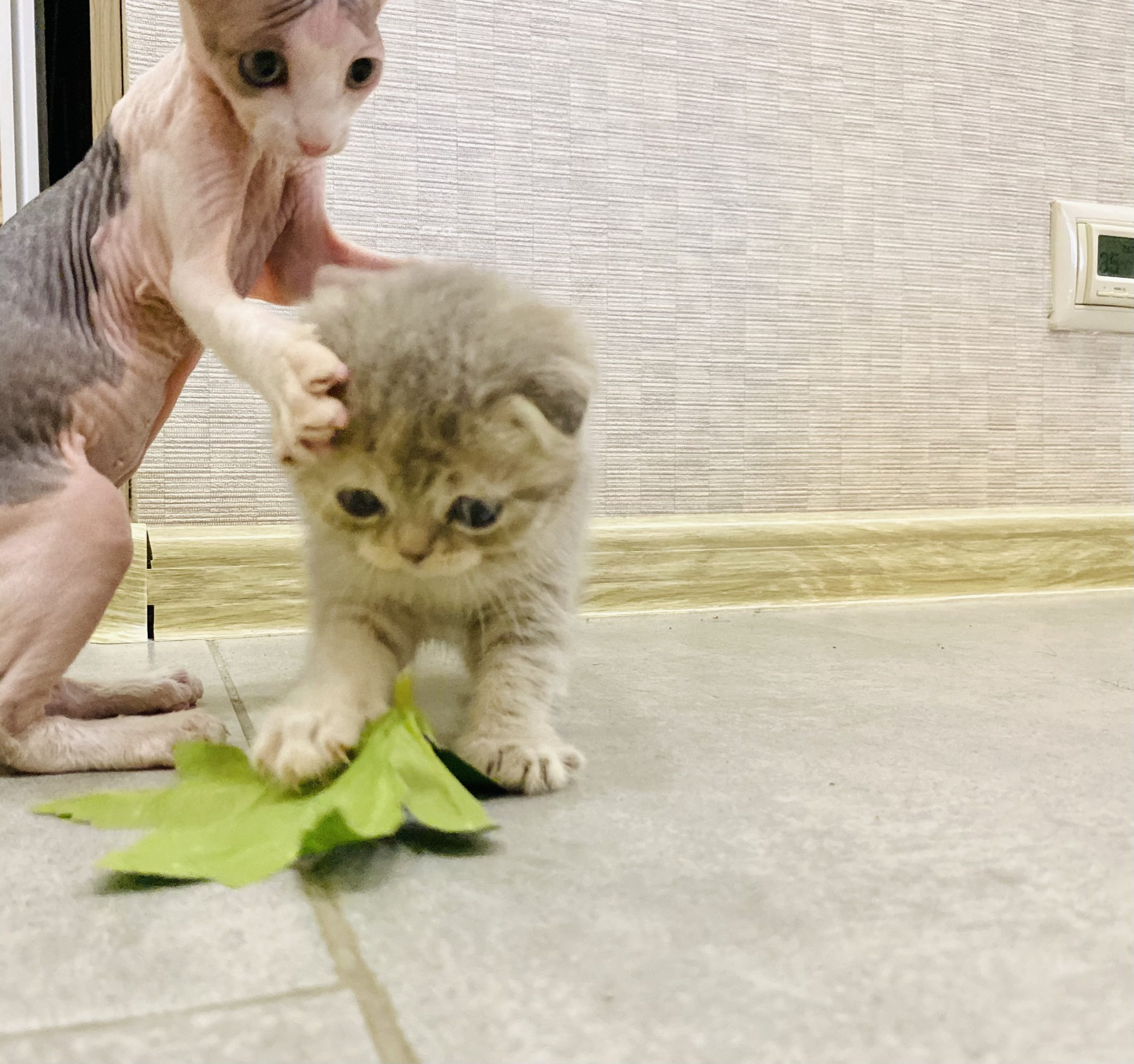 08395A59-5529-4C94-A230-5CA85835E24A