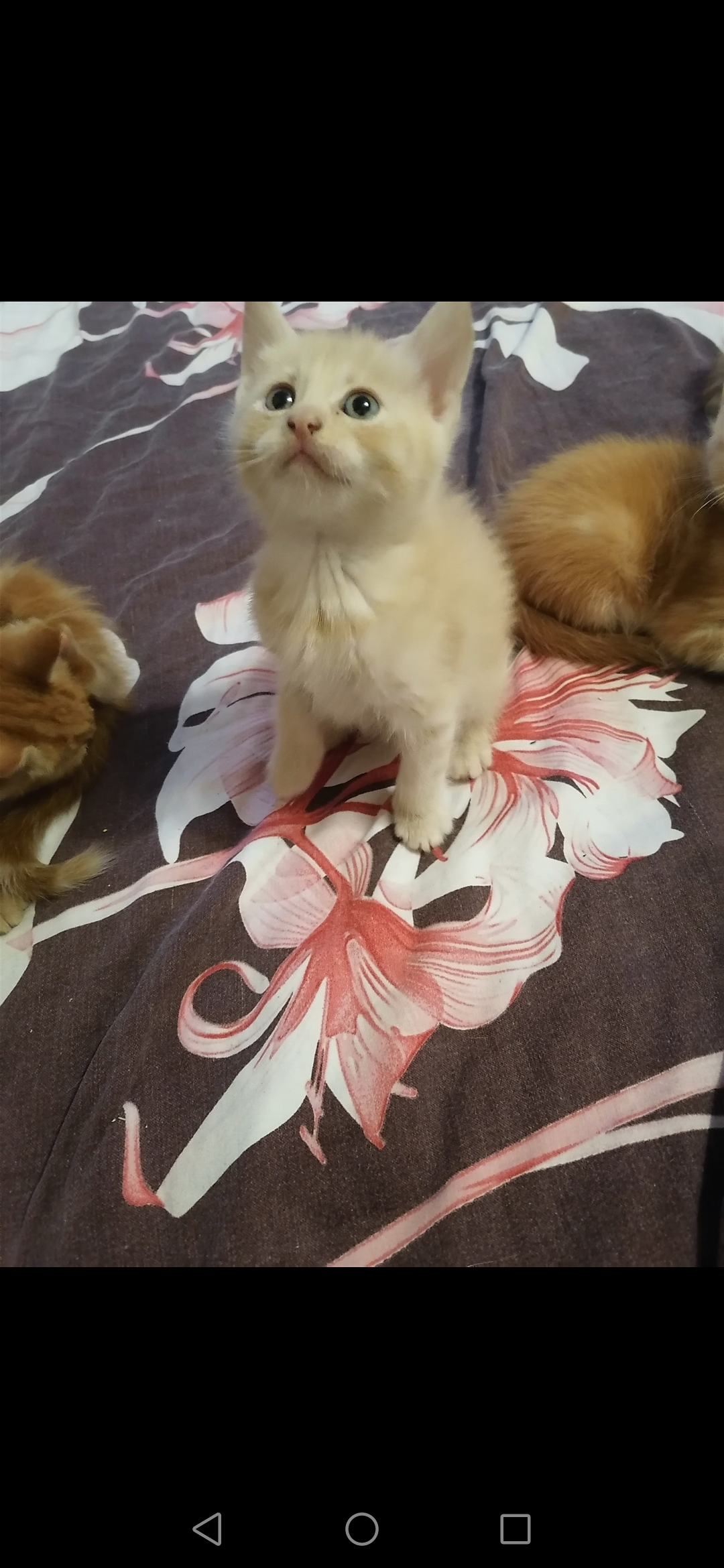 Screenshot_20230123_222941_com.android.gallery3d