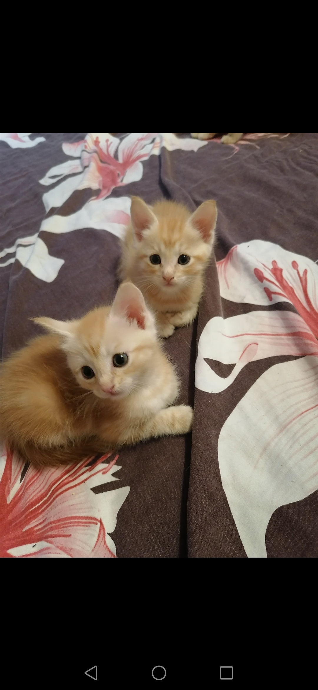 Screenshot_20230123_222956_com.android.gallery3d