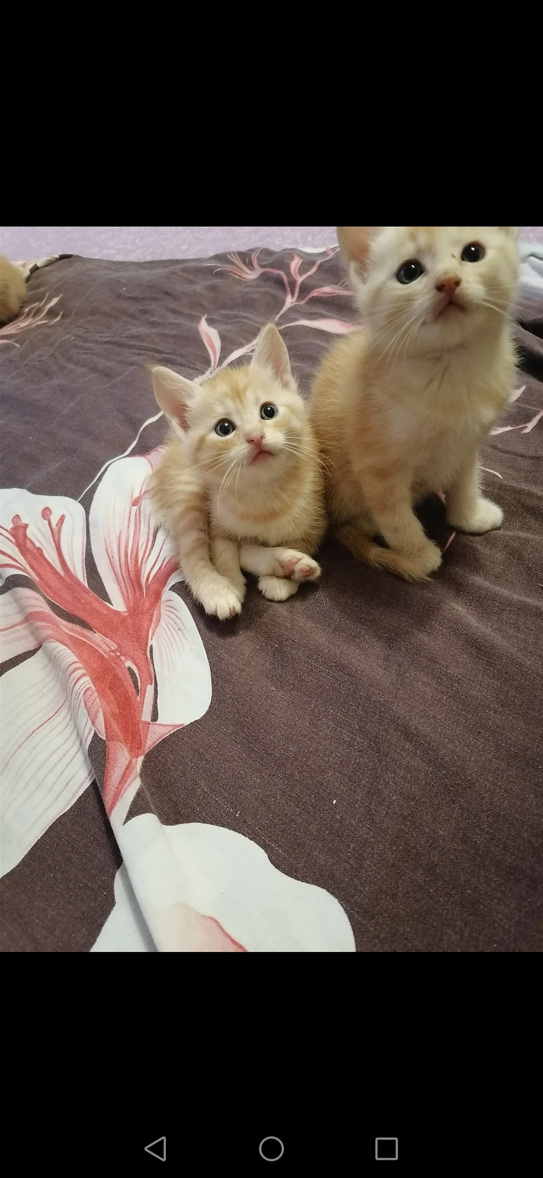 Screenshot_20230123_223020_com.android.gallery3d