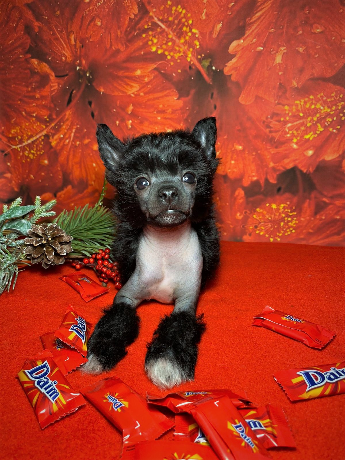 WhatsApp-Image-2022-12-20-at-19.36.00