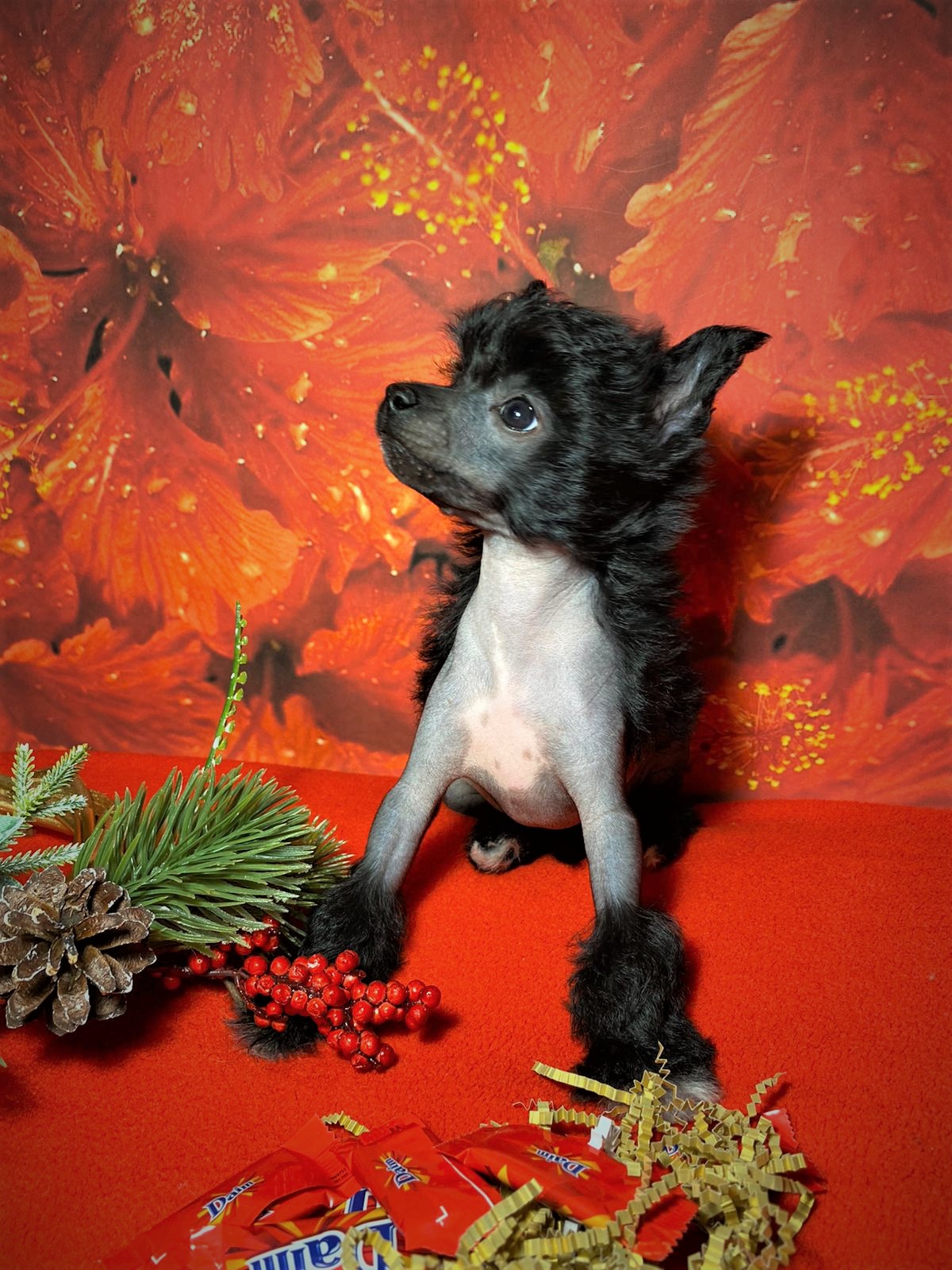 WhatsApp-Image-2022-12-20-at-19.37.17