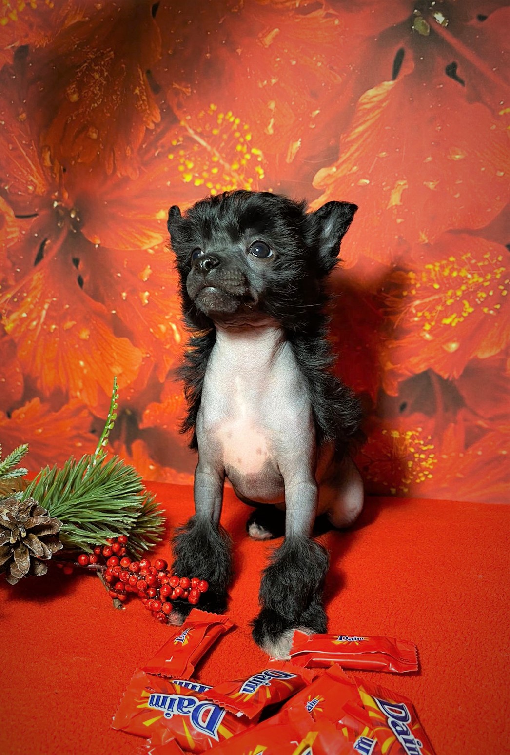 WhatsApp-Image-2022-12-20-at-19.38.08