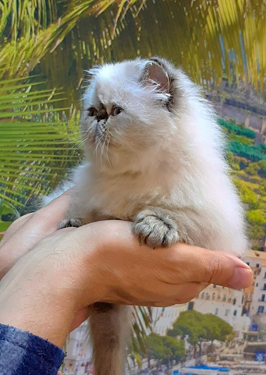 FB_IMG_1675765390873