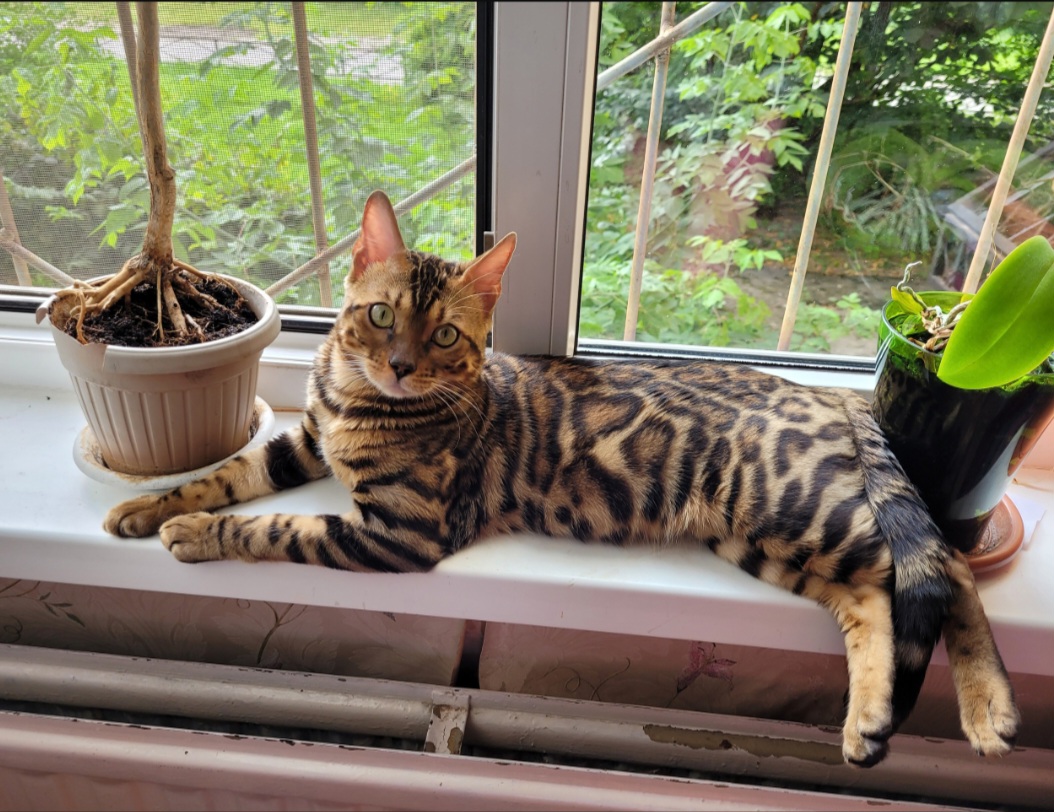 Screenshot_20230329_130914_Chrome