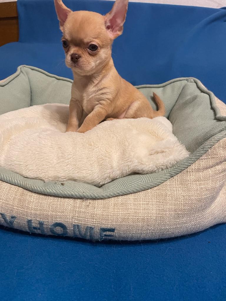 -WhatsApp-2023-03-02-в-21.25.29