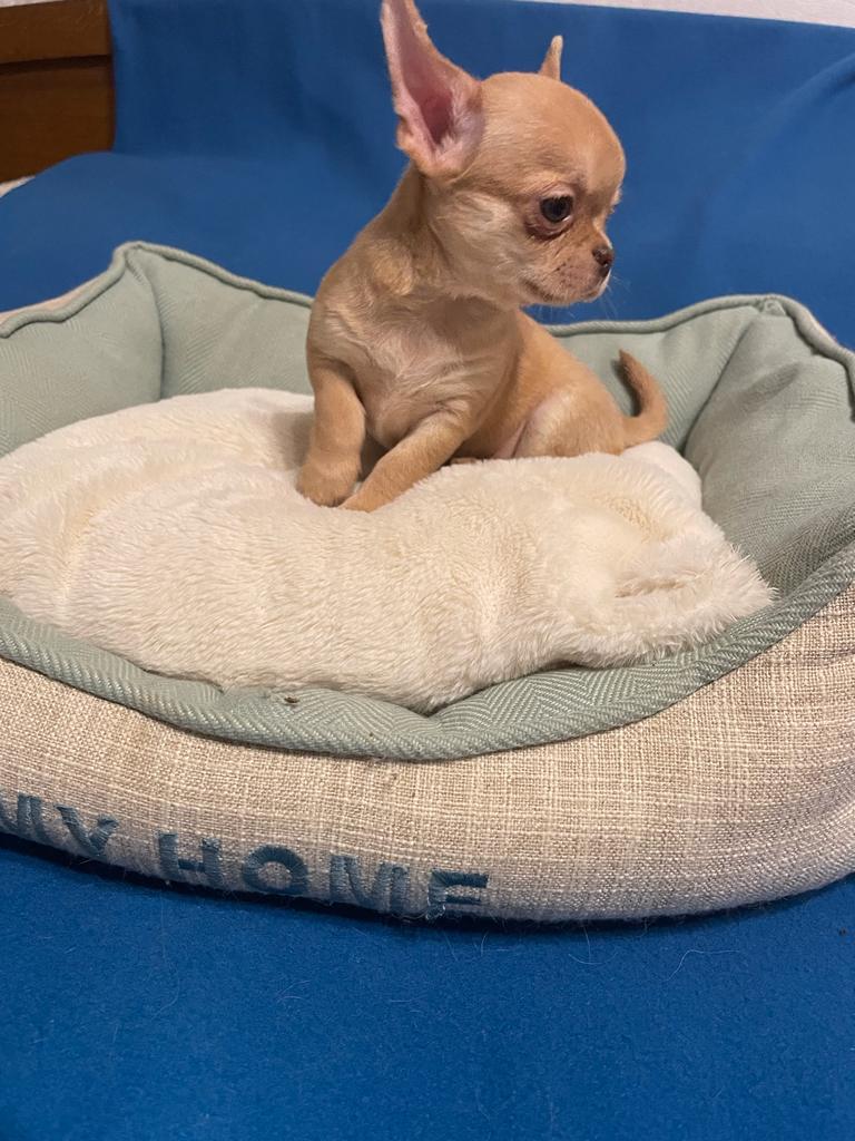 -WhatsApp-2023-03-02-в-21.26.09