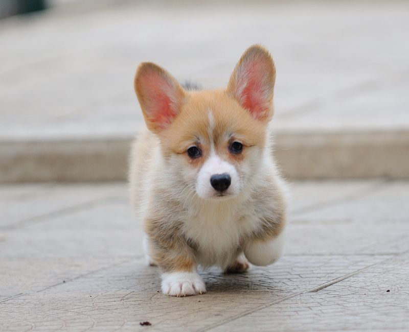 3470851e17580620272851c75a4ad10f