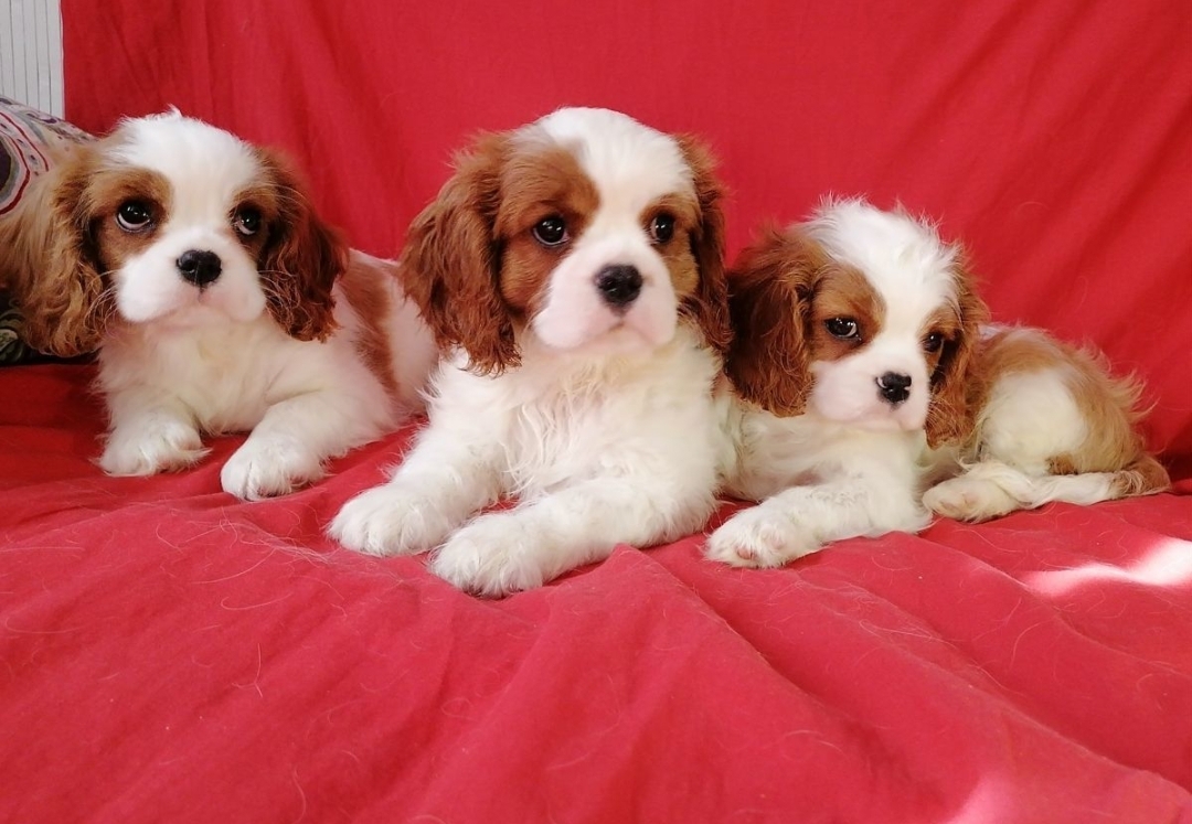 Screenshot_20230413_190853