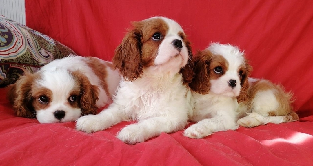 Screenshot_20230413_190903