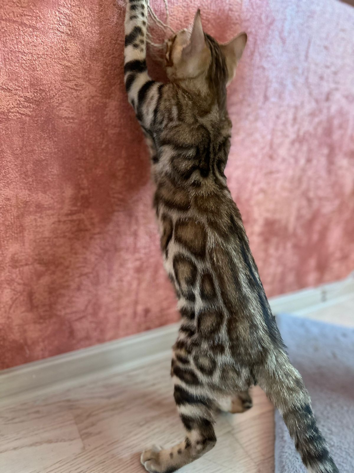 8f3f9864-21d5-4bae-b18f-5a5d320774c4