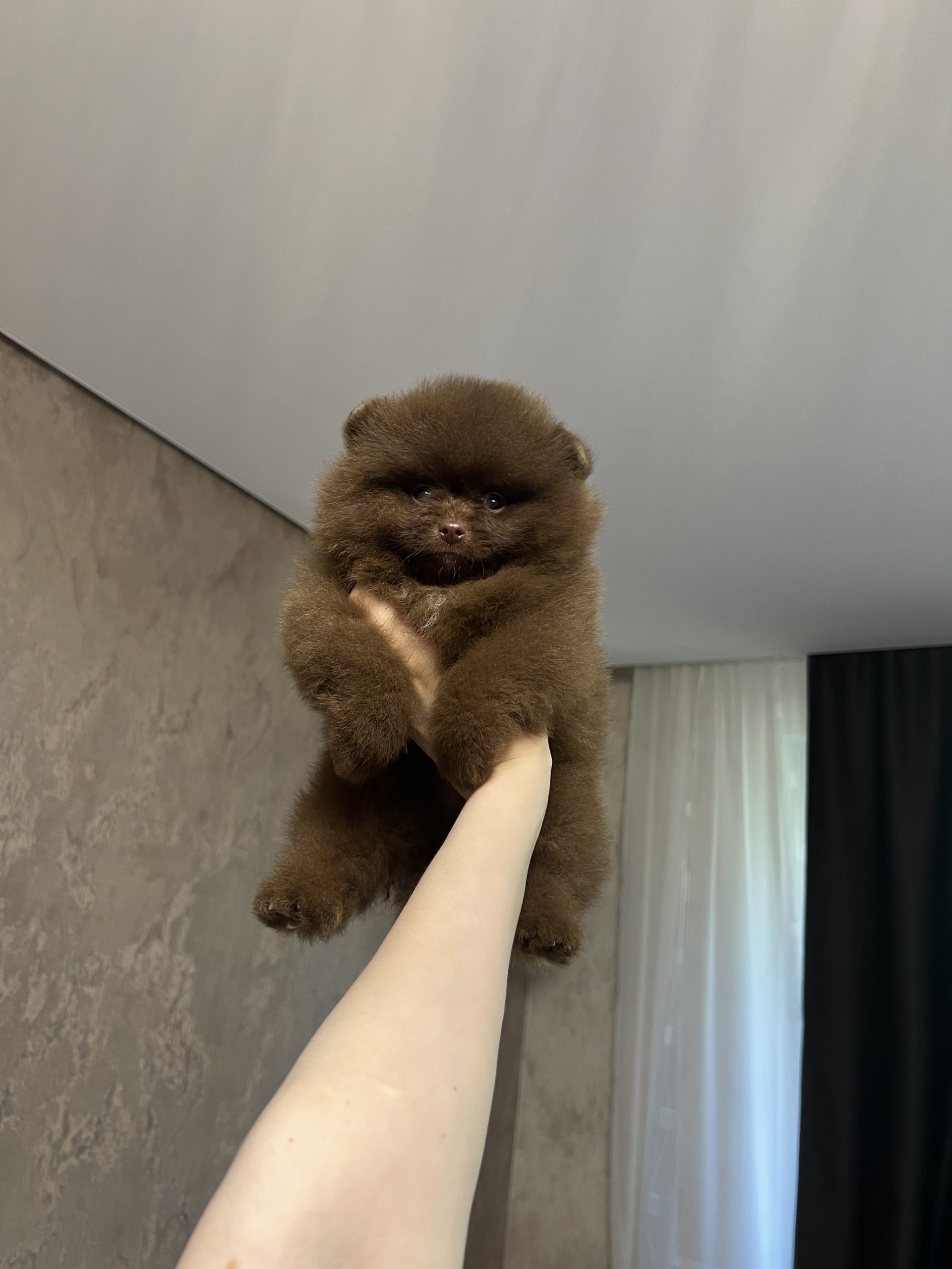 Коричневый шпиц