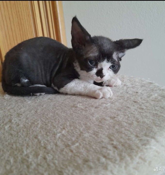 Screenshot_20230527-125232