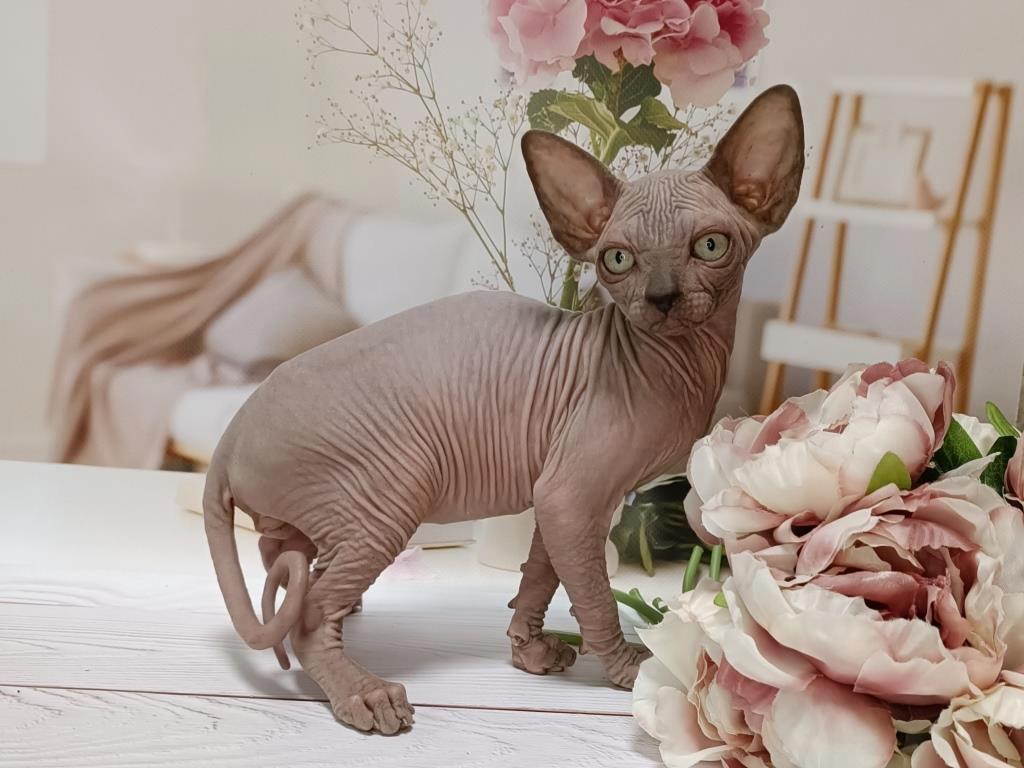 -котенка-сфинкса-в-питомнике-1