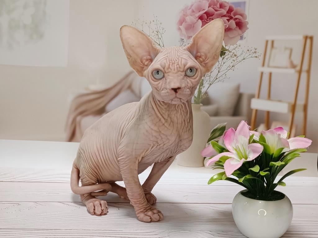 -котенка-сфинкса-в-питомнике-2
