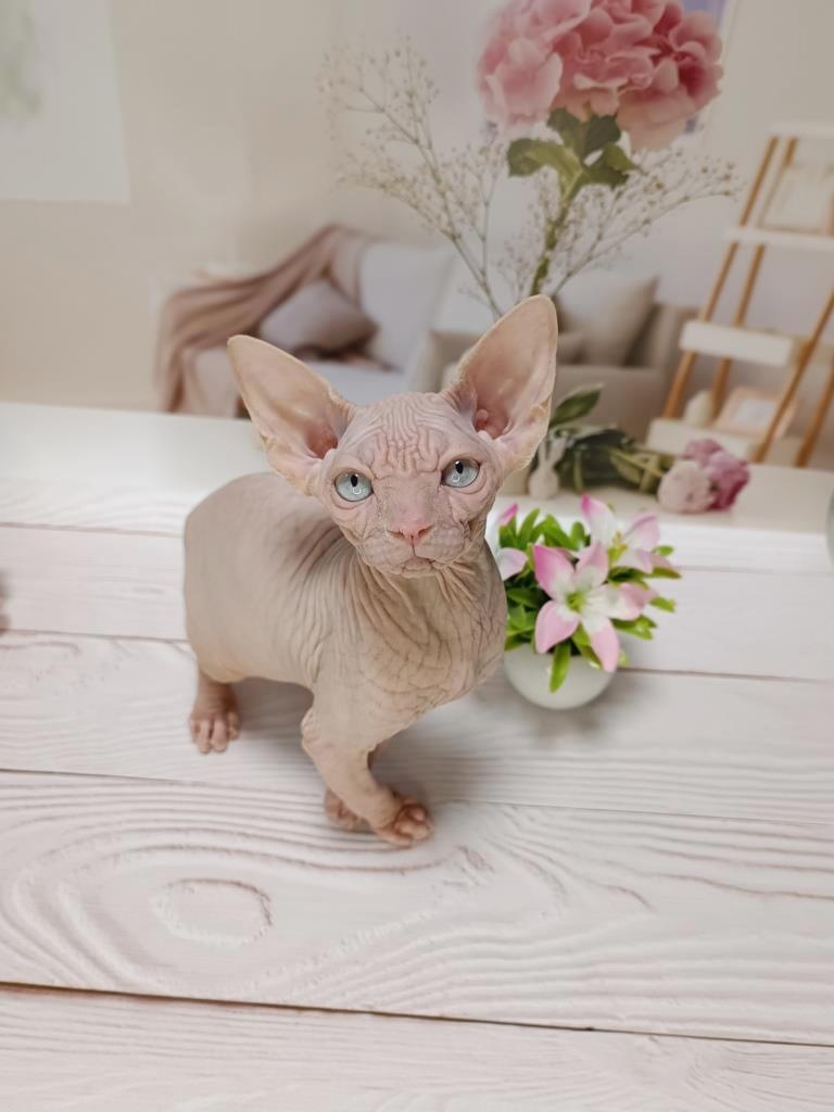 -котенка-сфинкса-в-питомнике-3