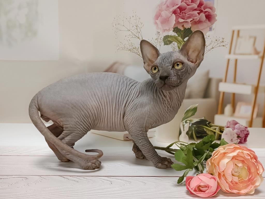 -котенка-сфинкса-в-питомнике-4
