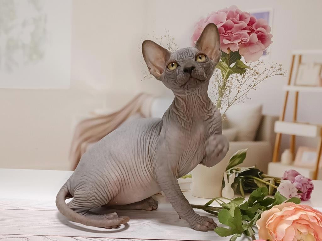 -котенка-сфинкса-в-питомнике-5