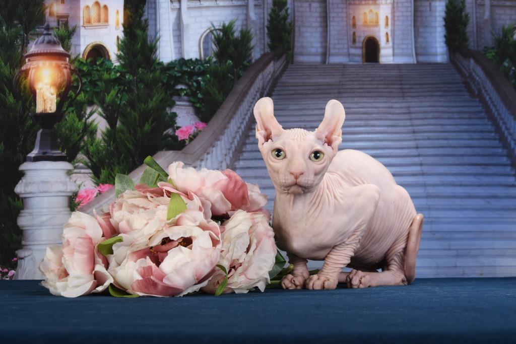 -эльфа-в-Москве-1