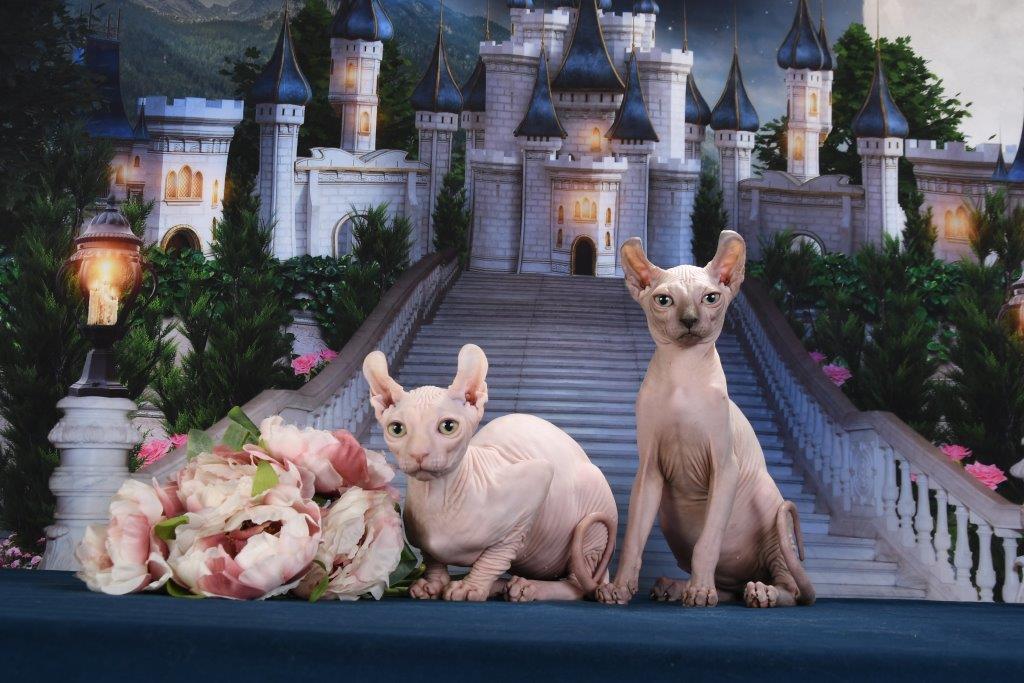 -эльфа-в-Москве-3