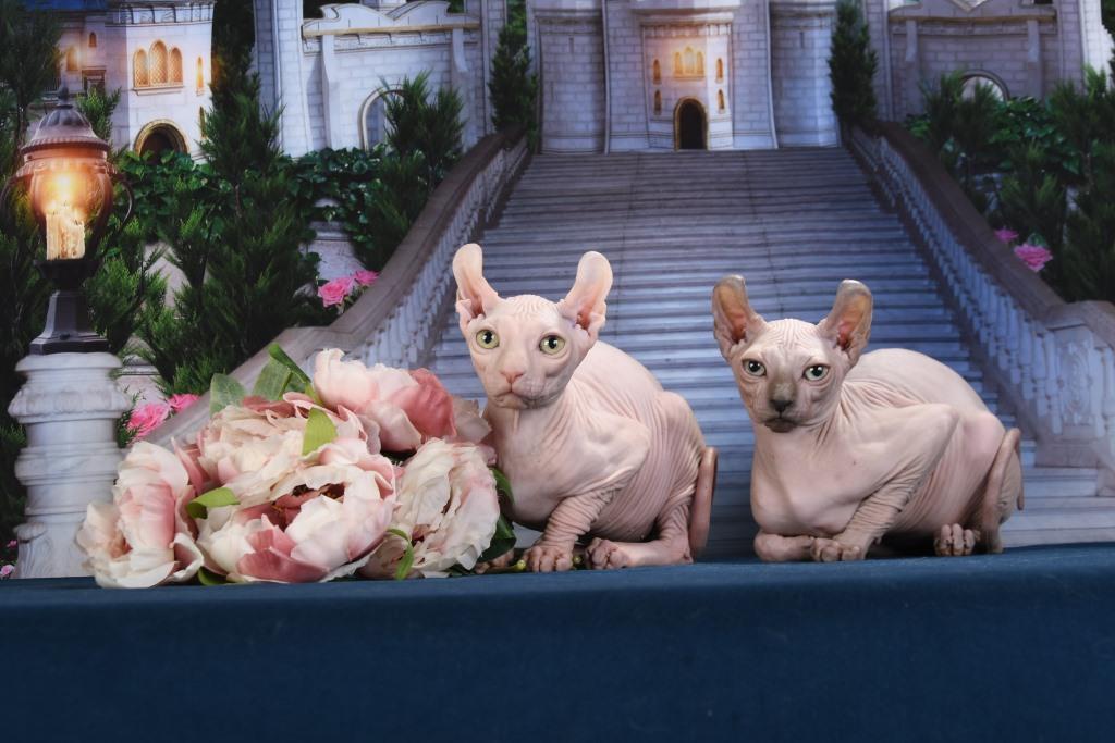 -эльфа-в-Москве-4