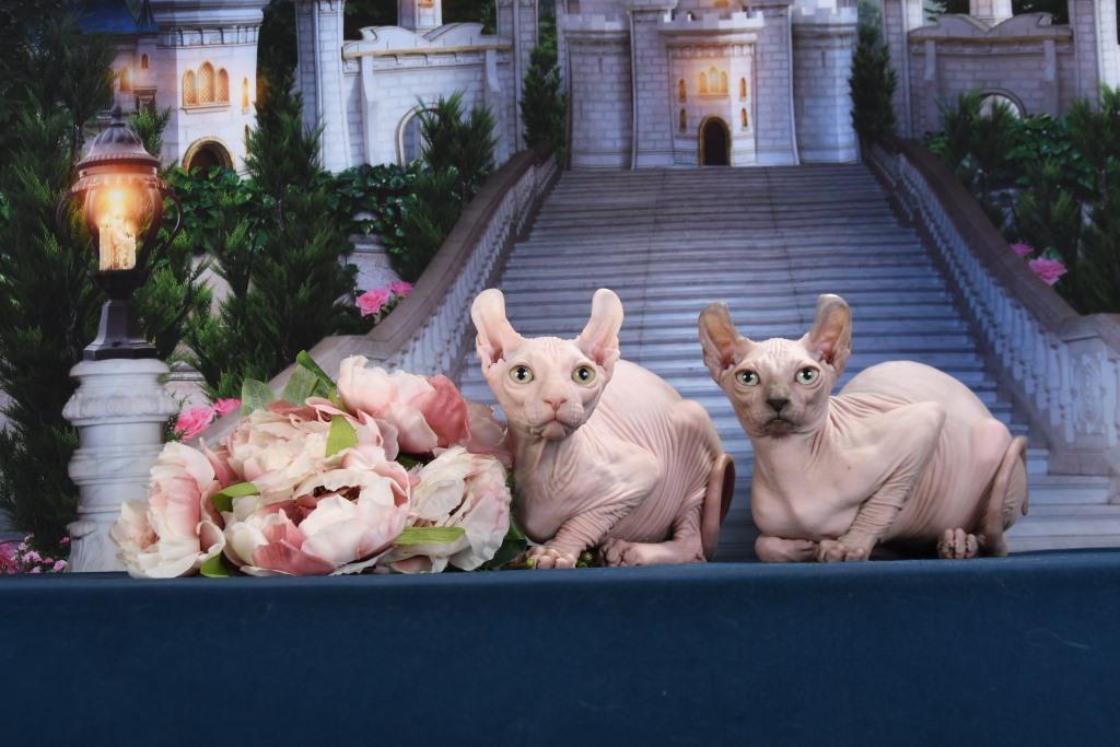 -эльфа-в-Москве-5