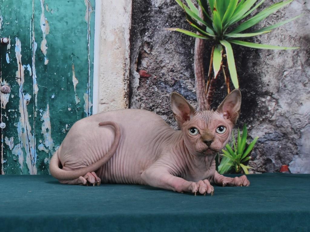 -котенок-купить