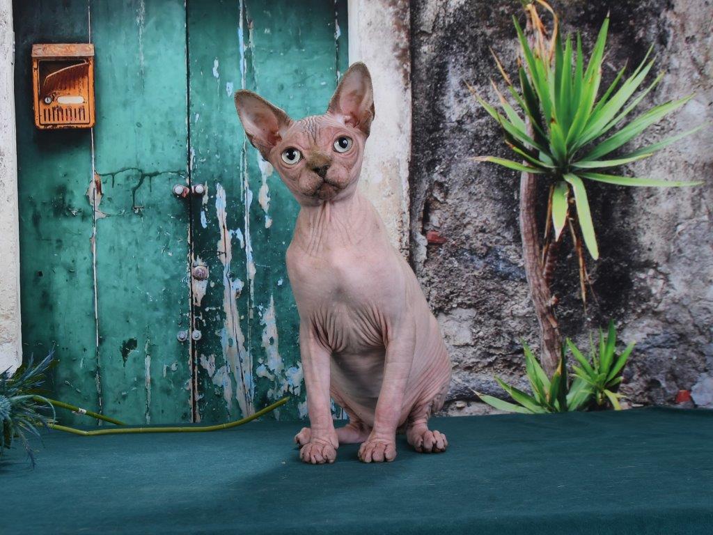 -купить-москва-питомник