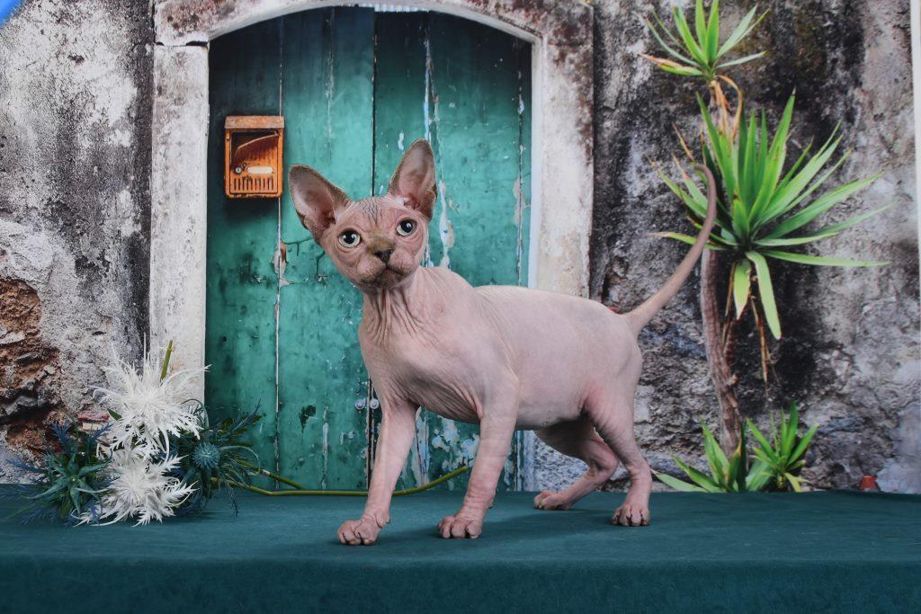 -купить-москва