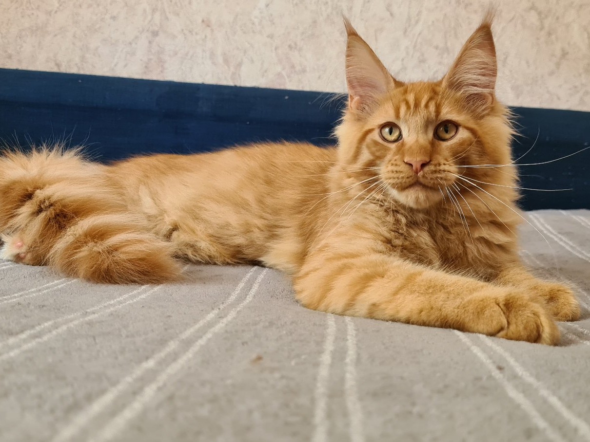 avito-1685886487798-shot