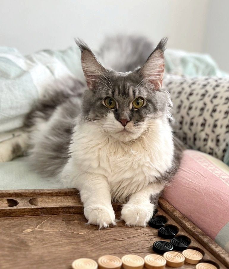 19805635849.34bdef96fe604b2cb18fa69ccad0e4e1