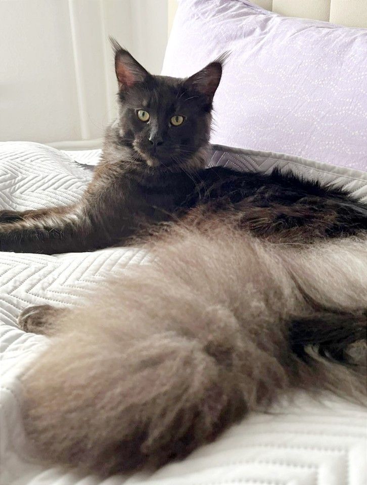 19805663748.fa8a00fe6eb54aa08b28a0144c41e0b2