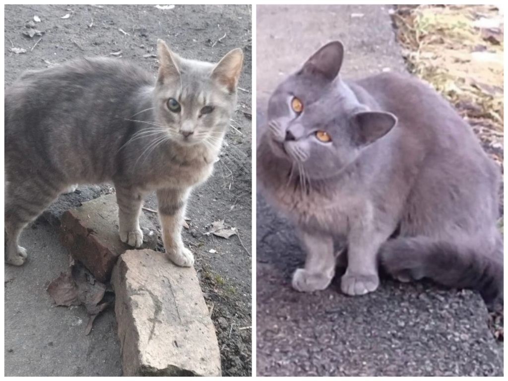 Collage_20230619_164244