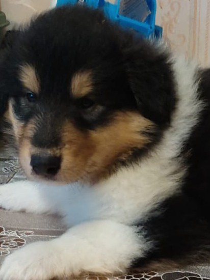 avito-1691973724842-shot