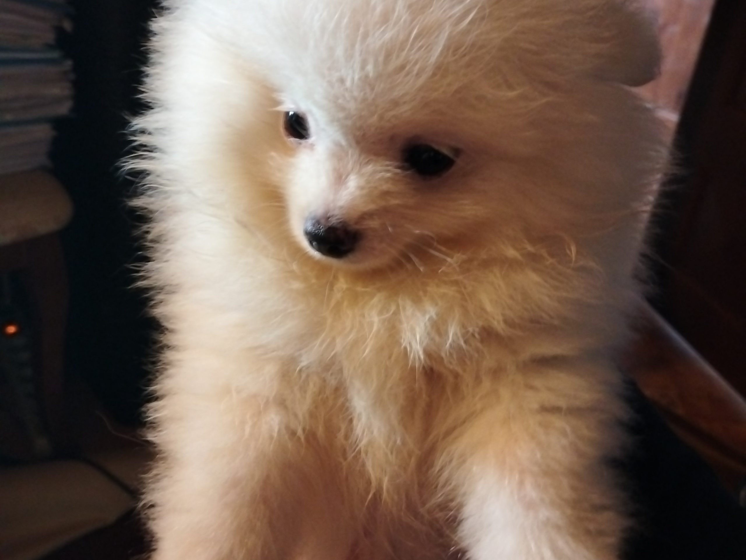 avito-1693303717198-shot