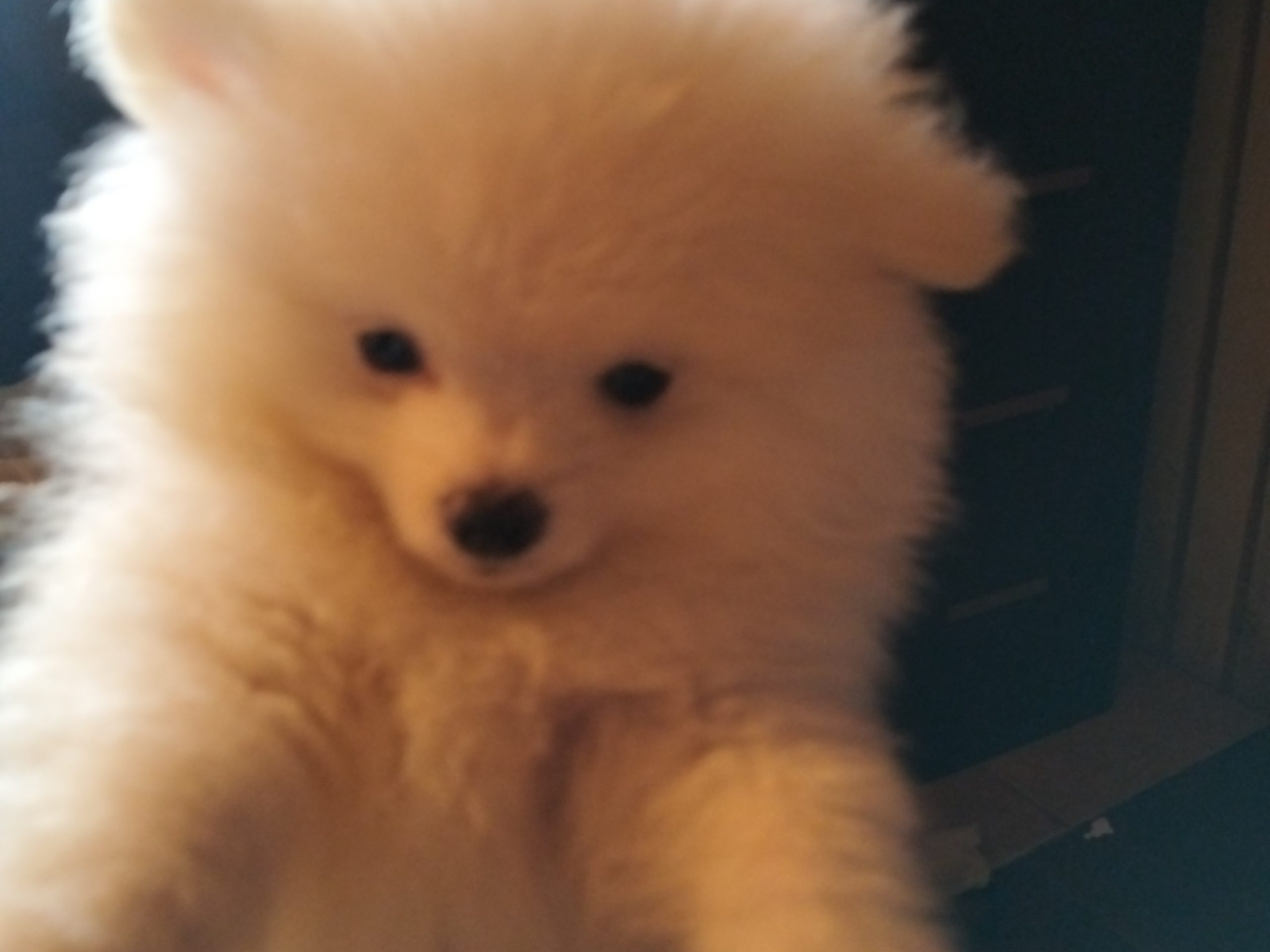 avito-1693303737030-shot