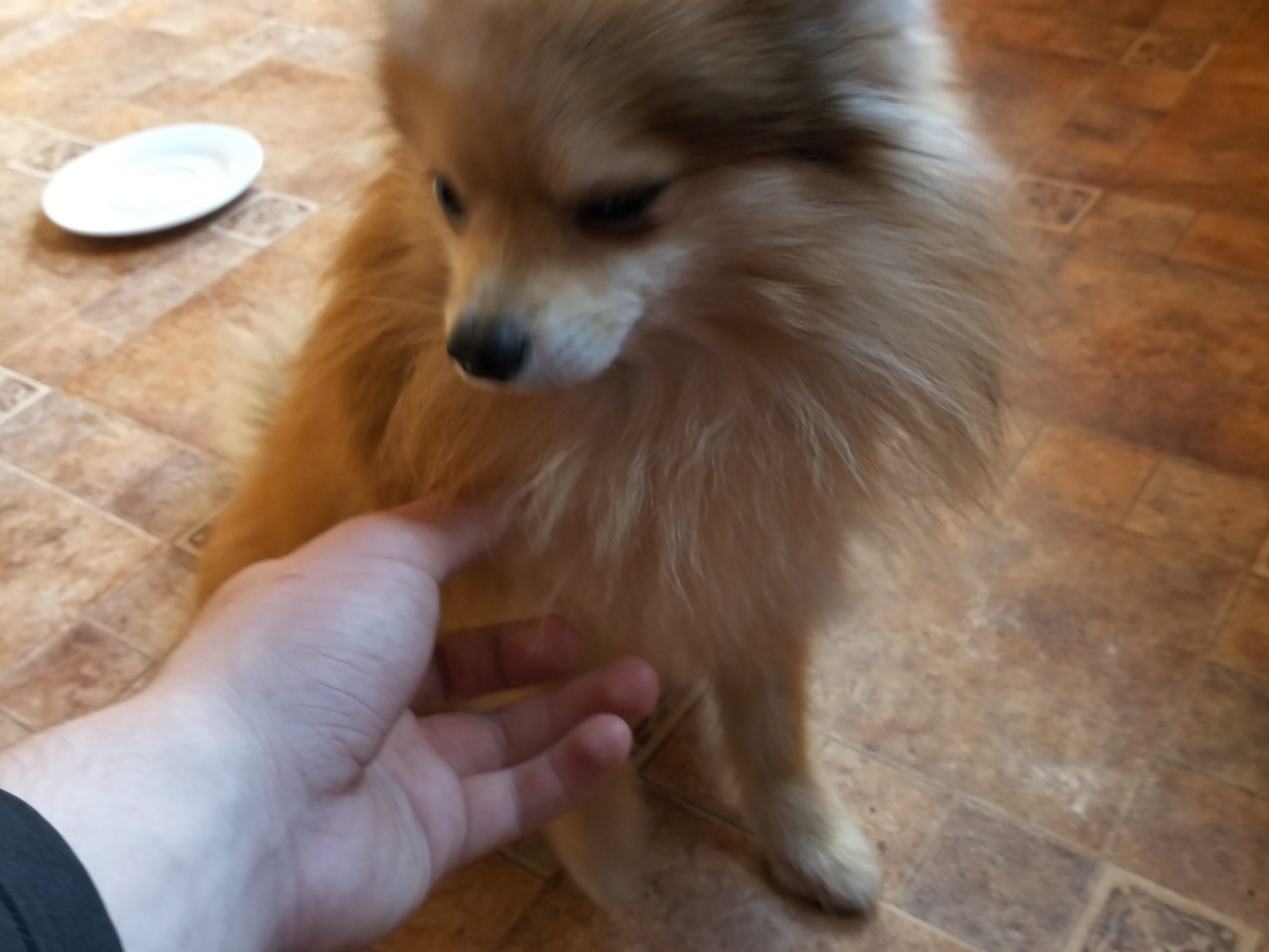 avito-1693313722231-shot