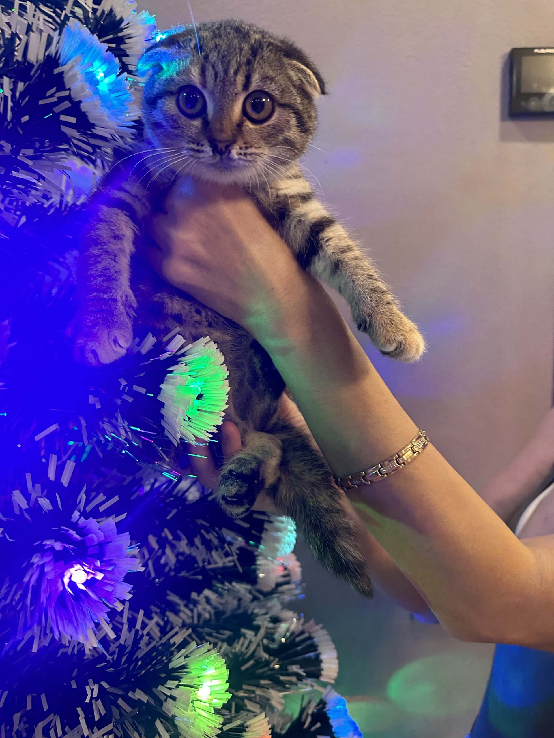 413962F0-4258-46FE-93CA-3A3C828AC9BB