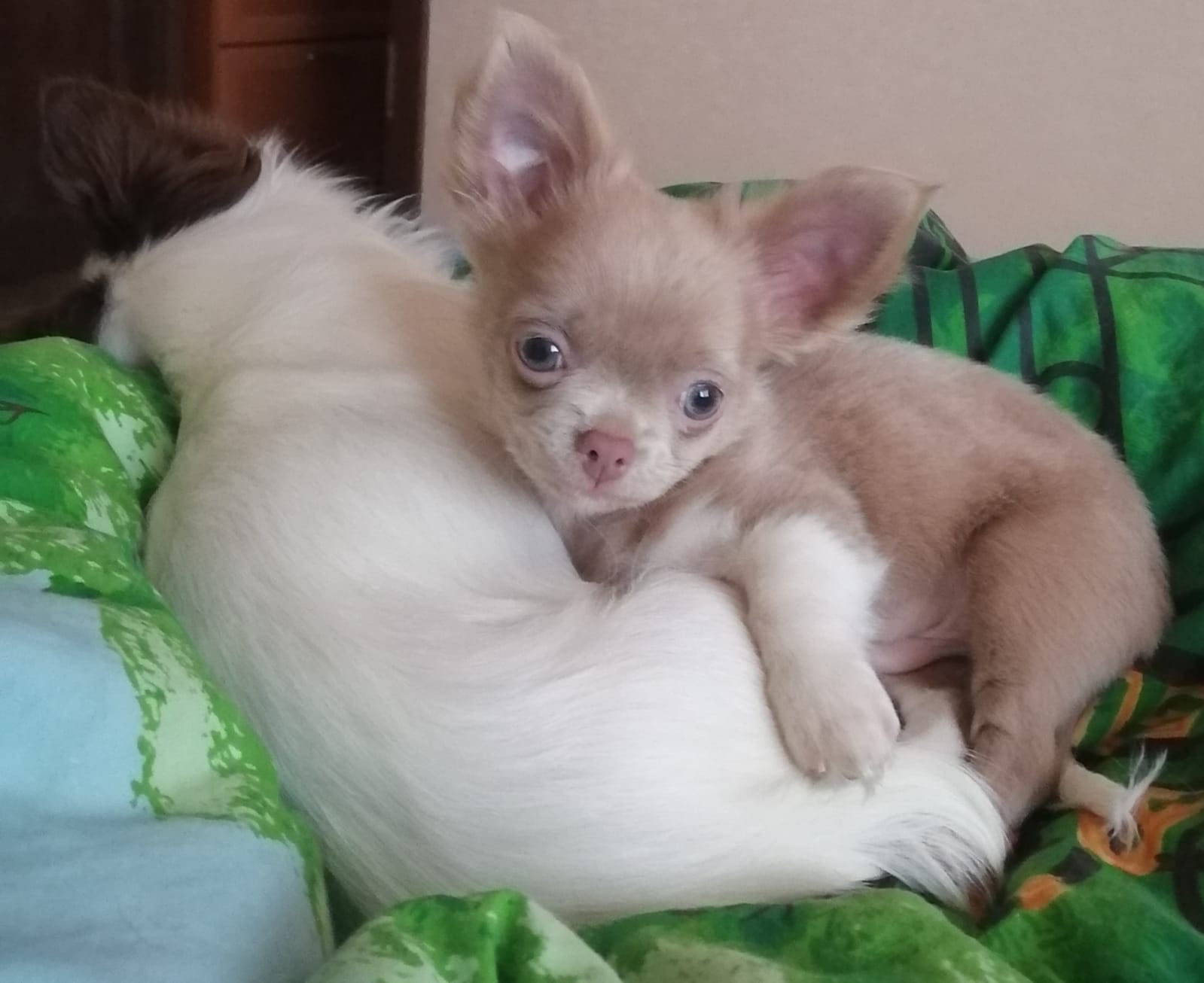 da702d87-7a9c-4dbb-a44f-9b4be8eef921