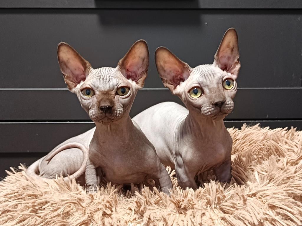 -брат-и-сестра