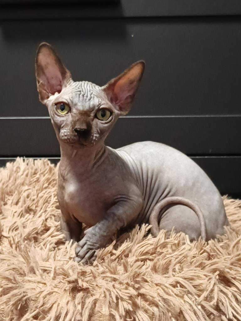 -девочка-черная-в-москве