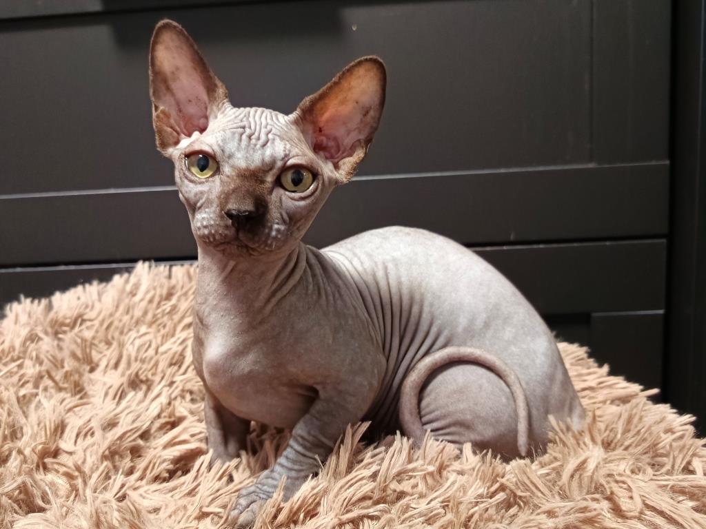 -девочка-черная-купить