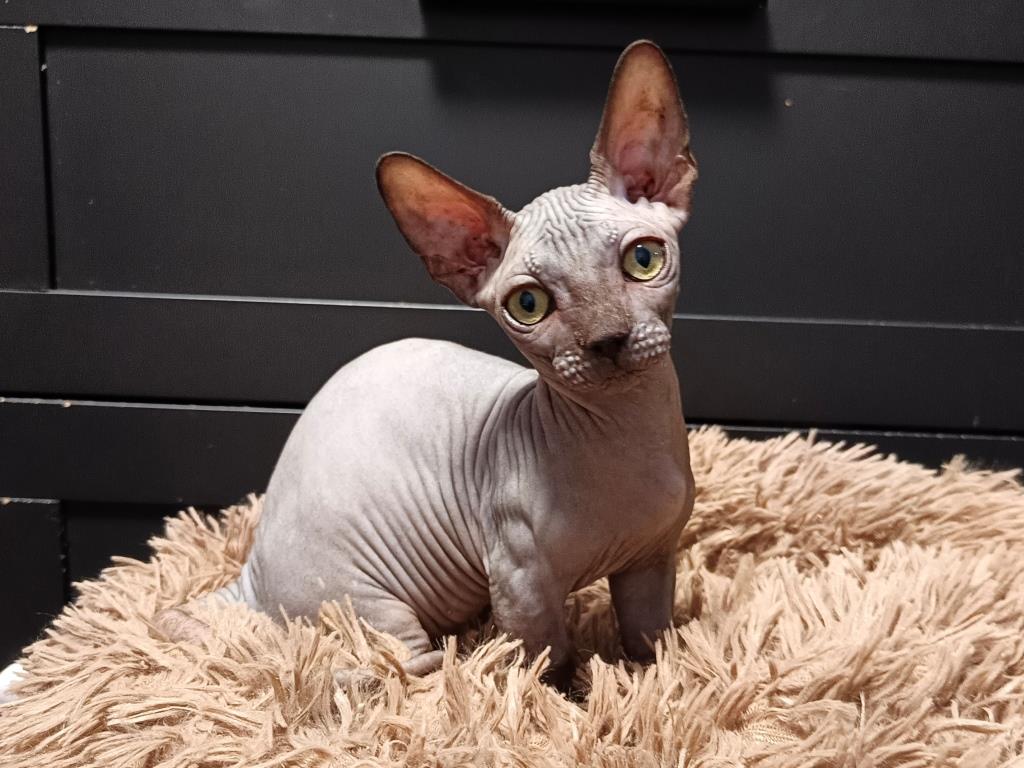 -мальчик-черный